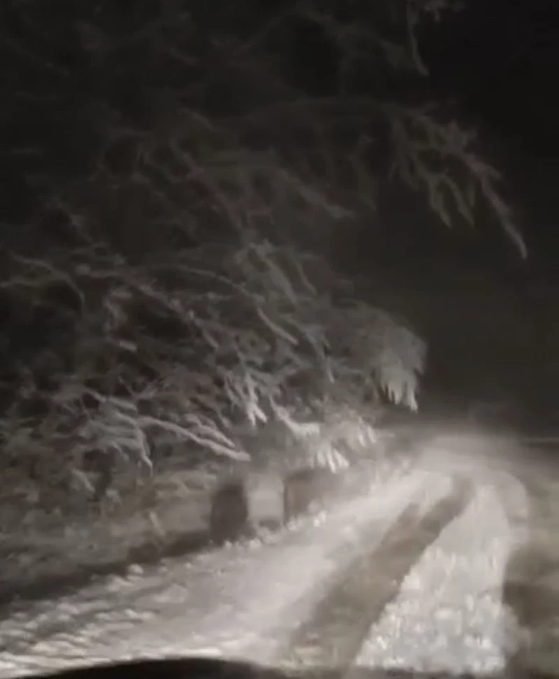 Bursa’da kar yağışıyla aç kalan domuz sürüleri şehir merkezine indi
