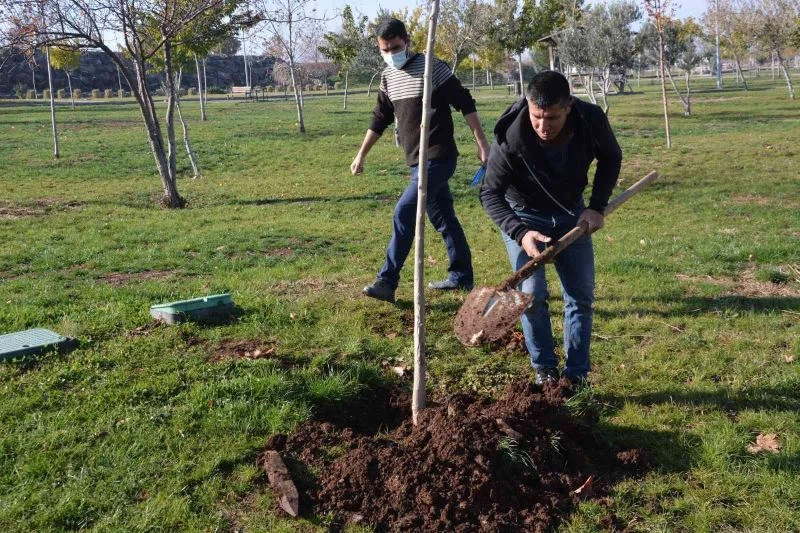 Ağaç kesen şahsa ağaç dikme cezası
