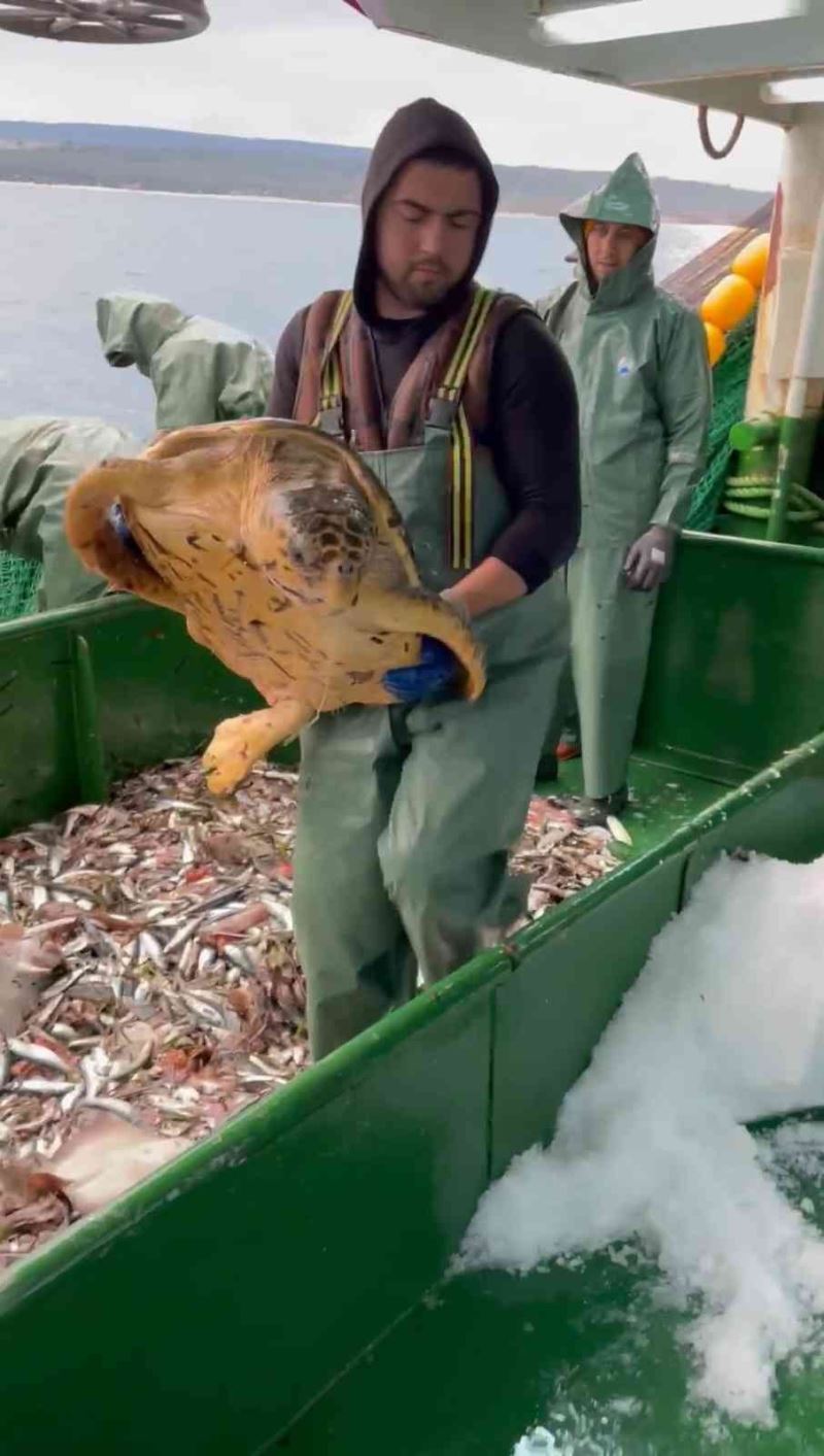 Çanakkale’de balıkçı ağlarına takılan caretta caretta denize salındı
