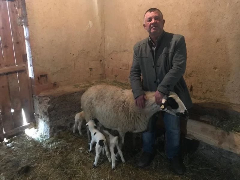  Beşiz kuzular neşe ve umut kaynağı oldu
