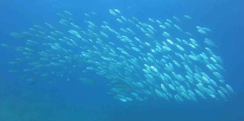 Tral sürüsünün av olmamak için aldığı şekil görenleri hayrete düşürdü
