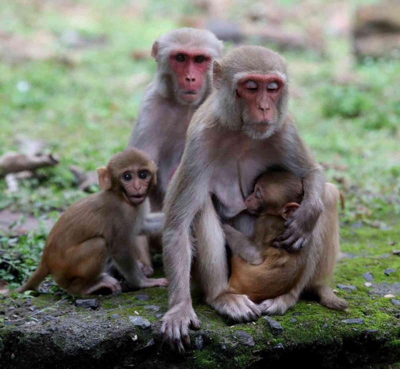 Hindistan’da maymunların intikam için yaklaşık 250 köpek yavrusunu öldürdüğü iddia edildi
