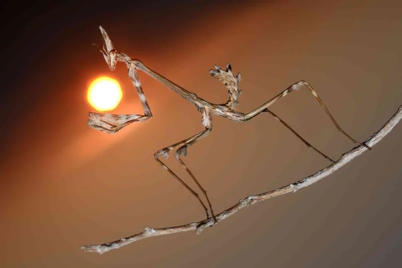 32 yıldır peygamberdevesinin ilginç karelerini fotoğraflıyor
