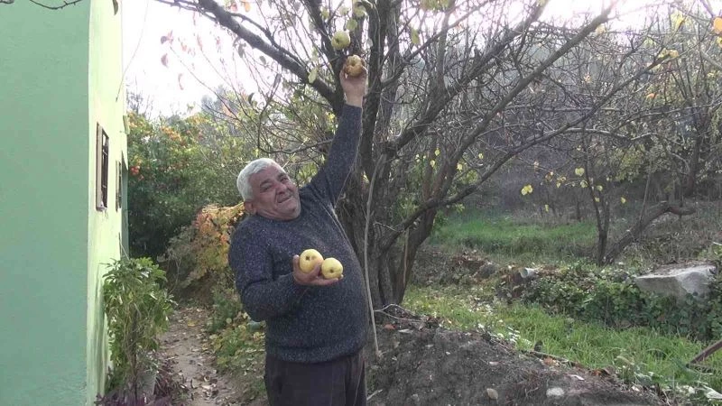 Mersin’de armut ağacı aralık ayında meyve verdi
