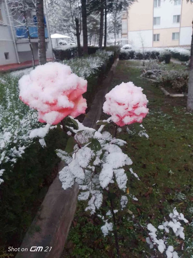 Rengarenk güller kar altında
