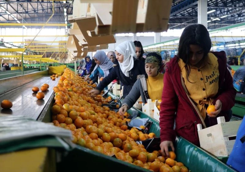 Yaş sebze meyve ihracatçıları pazar yelpazesini genişletmeyi hedefliyor