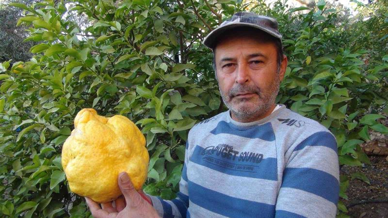 Türkiye’nin en büyük limonu 2 kilo 40 gram
