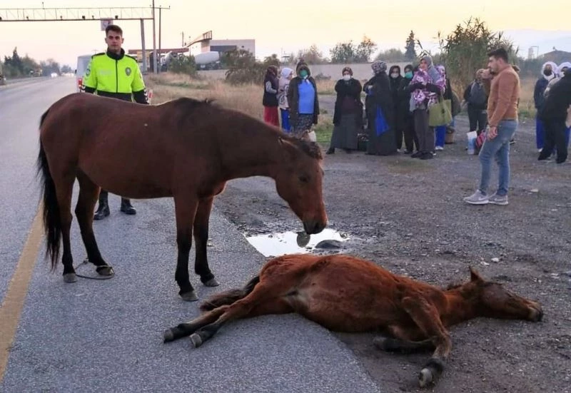 Yavrusunun başından bir an olsun ayrılmadı
