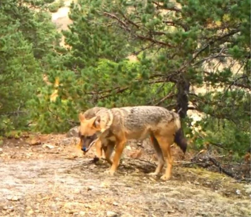 Artvin’de yaban hayatı fotokapanla görüntülendi
