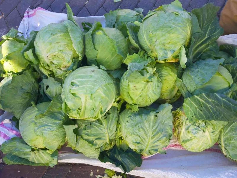 Tescillenmesi istenen Alucra Lahanası üreticinin yüzünü güldürdü
