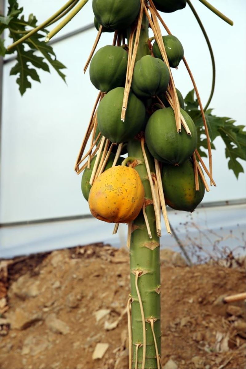 Tropikal meyve üreticilerinin yeni tercihi daha az su isteyen papaya oldu