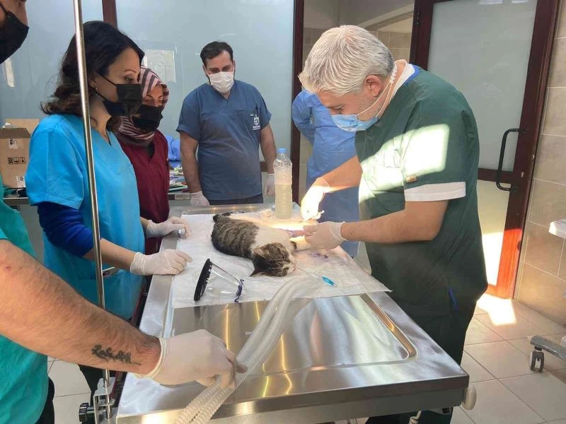 Sokak hayvanlarına kırık ve çıkık tedavisi
