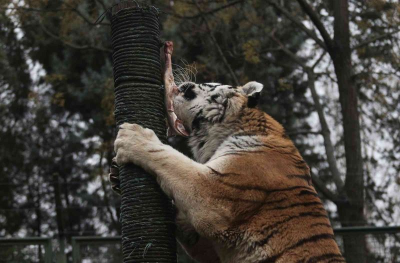 (Özel) Zoopark’ta yırtıcı hayvanların beslenmeleri nefes kesti
