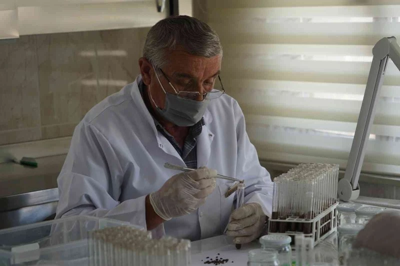 Ormanlara zarar veren milyonlarca zararlı böcek, yırtıcı böceklerle imha ediliyor
