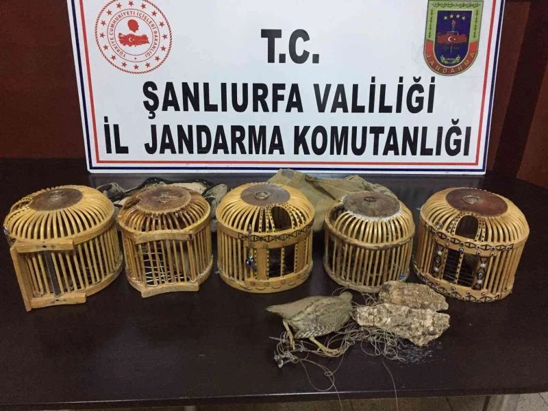 Jandarmadan keklik avcılarına suçüstü
