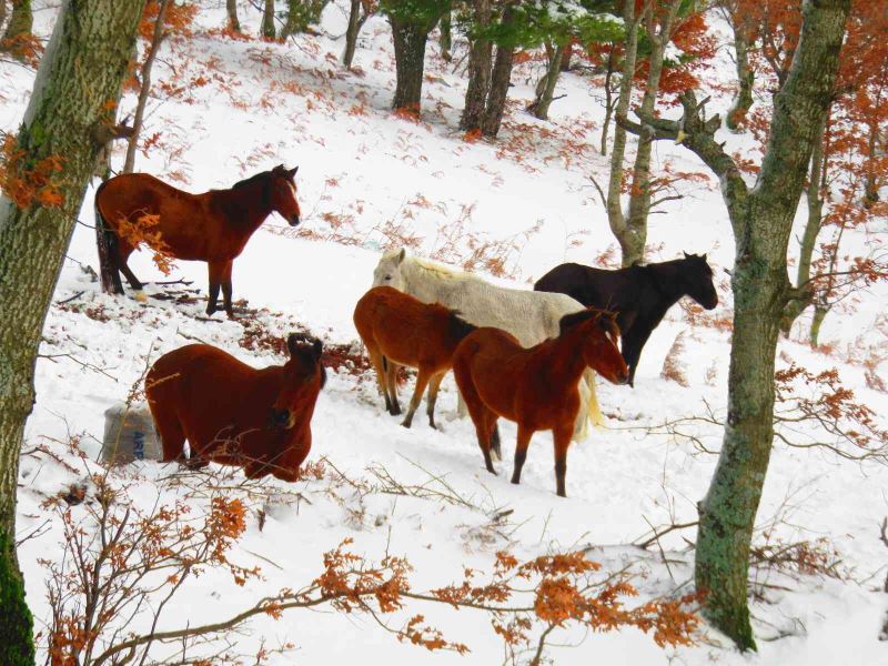 (Özel) Kazdağları’nda karda yılkı atlarını görüntülediler
