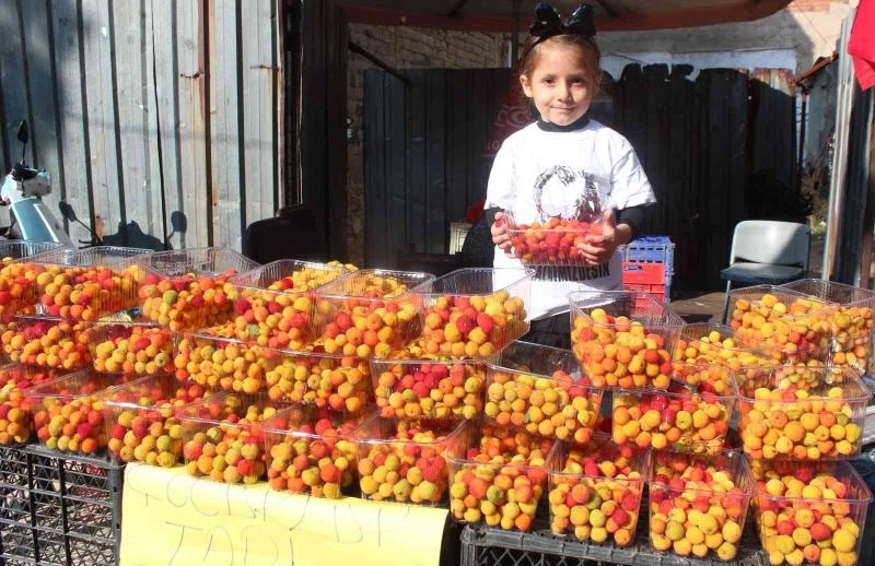 Dağ çileğine büyük ilgi
