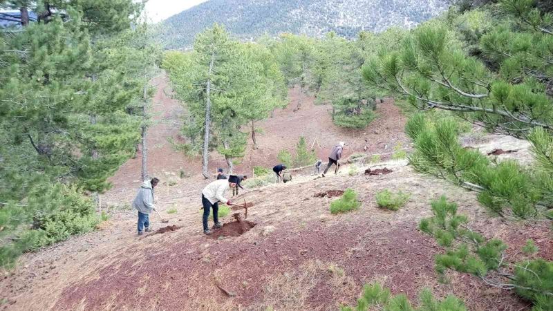 Beyşehir, Hüyük ve Derebucak’ta gelir getirici fidan dikimi gerçekleştirildi
