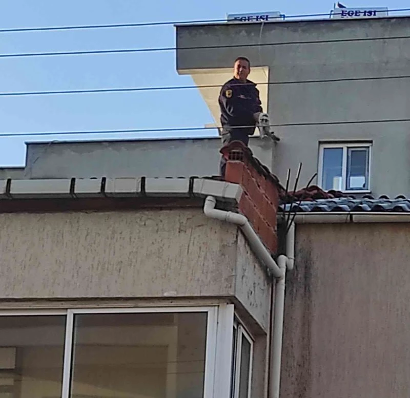 Çatıdaki kediyi, İtfaiye kurtardı
