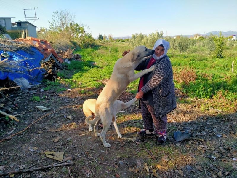 Sokak hayvanlarının Fadimeana’sı
