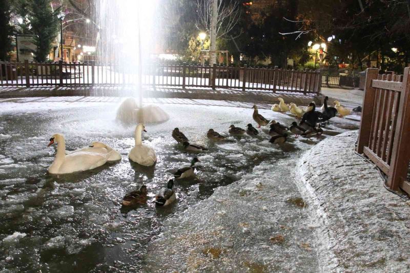 Ankara’nın simgelerinden Kuğulu Park buz tuttu
