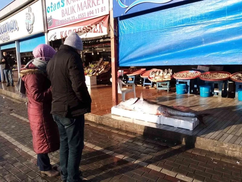 100 kiloluk torik ağlara takıldı
