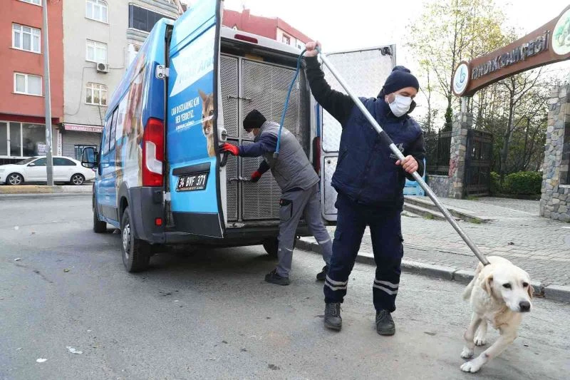 Bağcılar’da sokak hayvanları güvende

