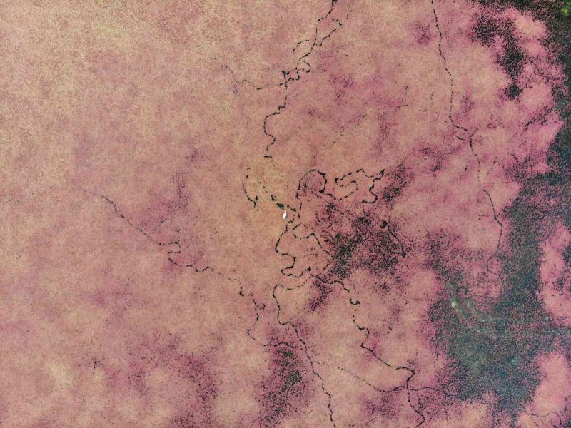 Eğrelti otuyla kızıla bürünen Kızılırmak Deltası’ndan eşsiz görüntüler
