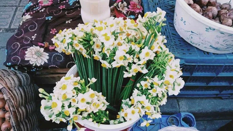 Kastamonu’da nergis gelir kapısı oldu
