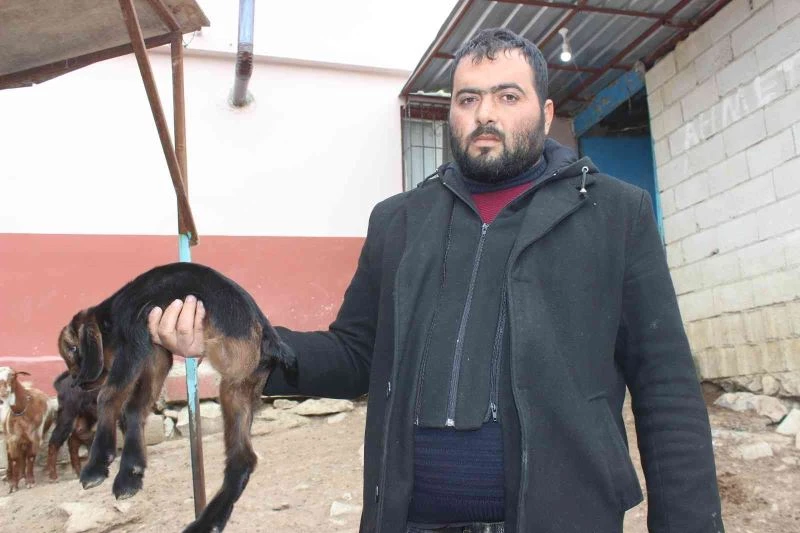 Kilis’te 3 ayaklı oğlak görenleri şaşkına çeviriyor
