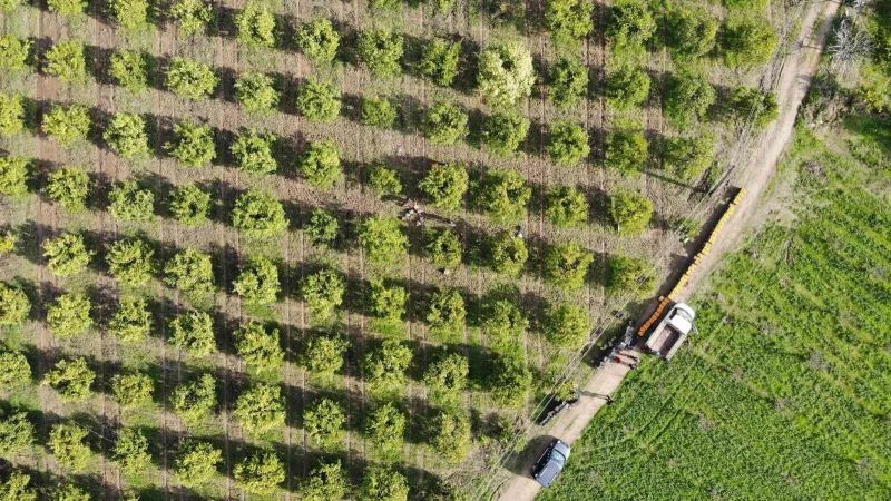 Portakal üreticisi aracıdan dertli
