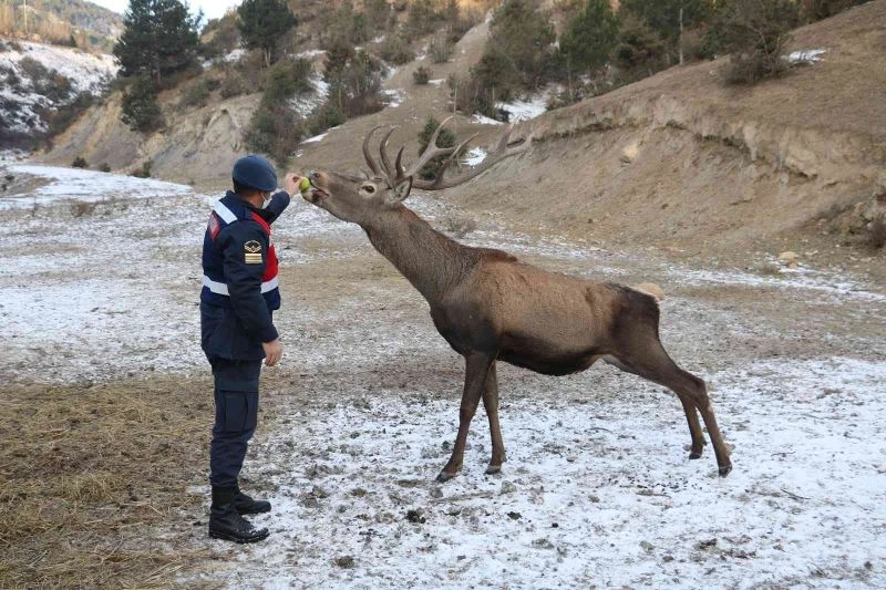 Alageyik sürüsü, her gün geldikleri kışlada karınlarını doyuruyor
