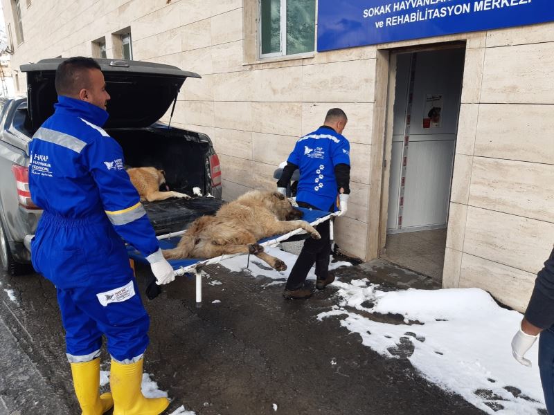 Hakkari’de sokak hayvanlarını kısırlaştırma çalışması
