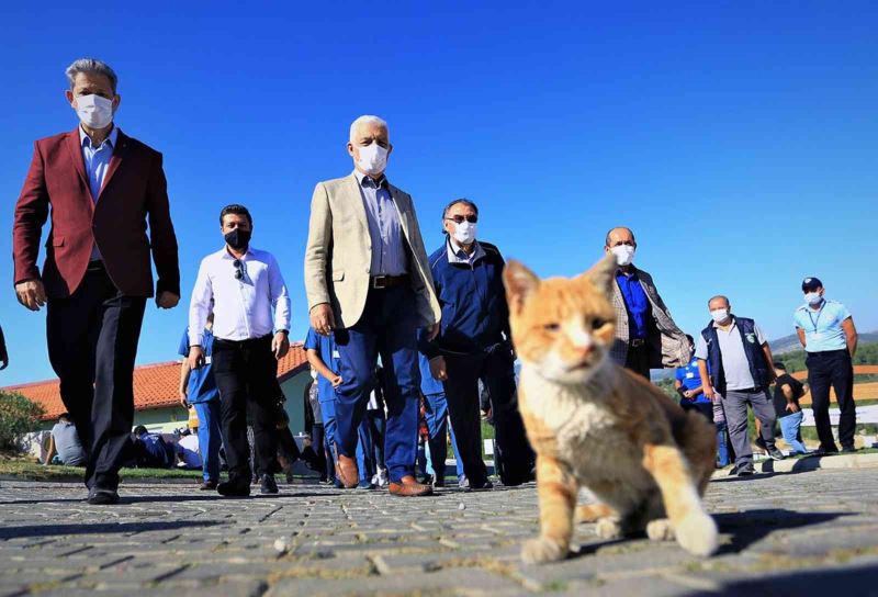 Muğla Büyükşehir barınağında 26 Bin 529 hayvan tedavi edildi
