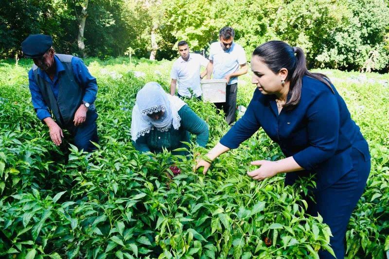 ’Oyratlı biberi’ için coğrafi işaret başvurusu yapıldı
