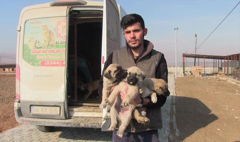 Sahipsiz sokak hayvanları toplanmaya başladı