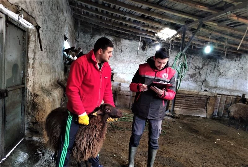 Damızlık koyun ve keçi küpe tespit çalışmaları başladı
