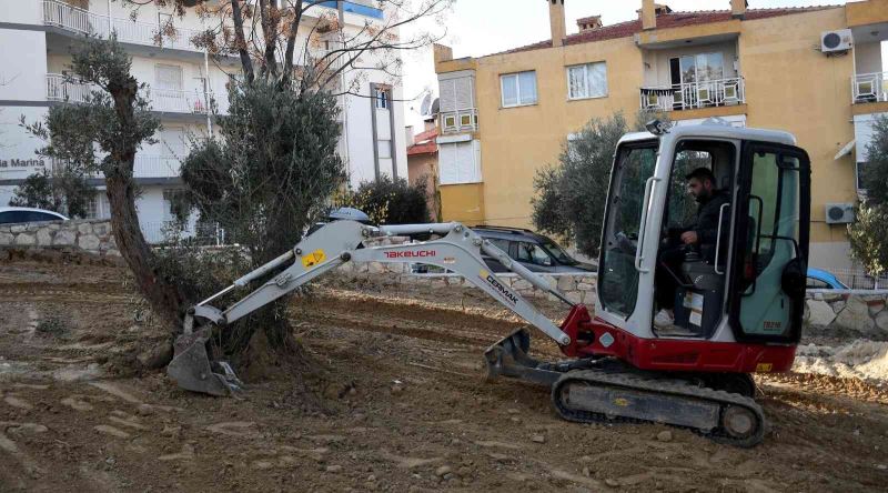 Kuşadası Belediyesi yarım asırlık zeytin ağaçlarını kesilmekten kurtardı

