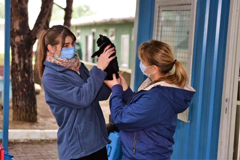 Çelenkler kediler için yuva oldu
