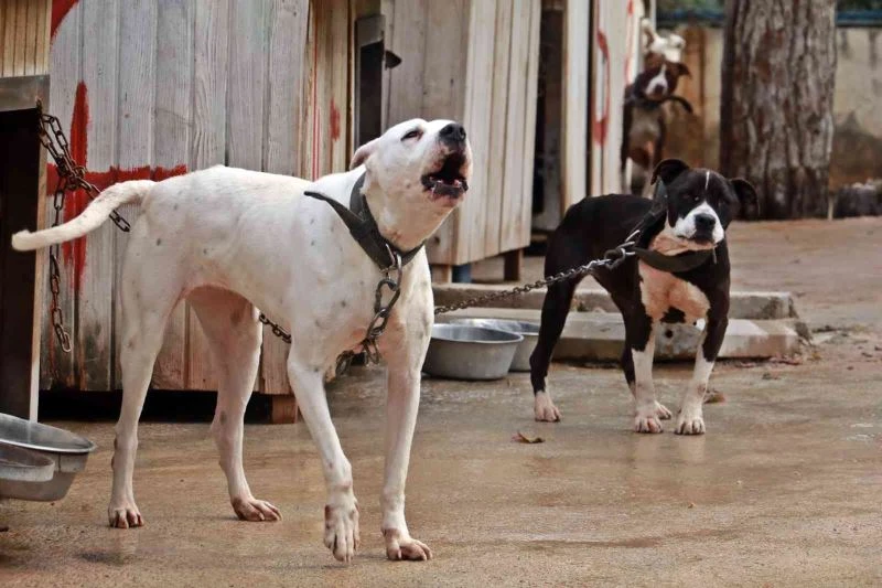 Antalya Sokak Hayvanları Bakımevi 100’e yakın Pitbull ve Dogo Arjantin köpeklerine ev sahipliği yapıyor
