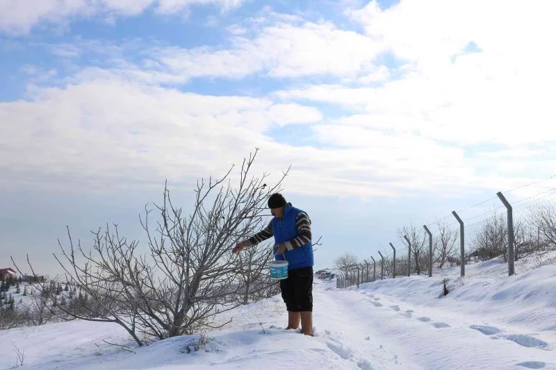 Karlı dağdaki yaban hayvanlarına yem
