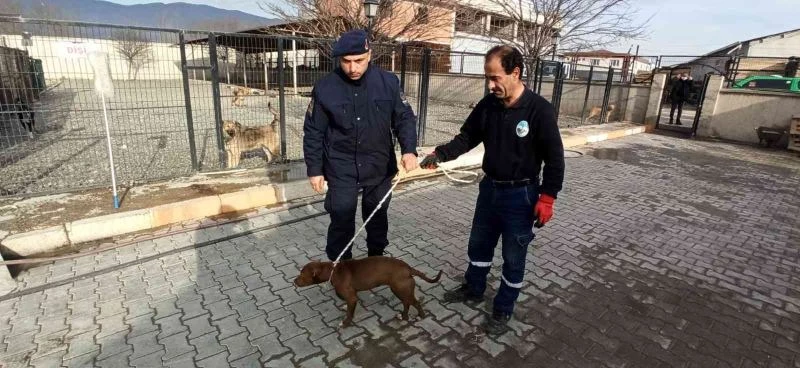 Başıboş olarak bulunan pitbull barınağına teslim edildi
