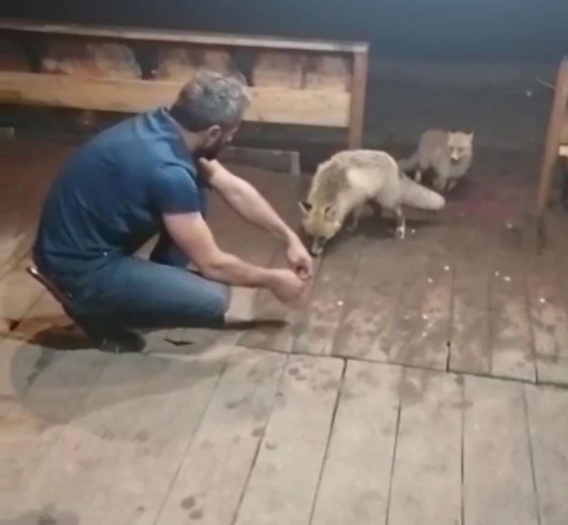 Rize’de esnafın tilkilerle sohbeti herkesi güldürdü
