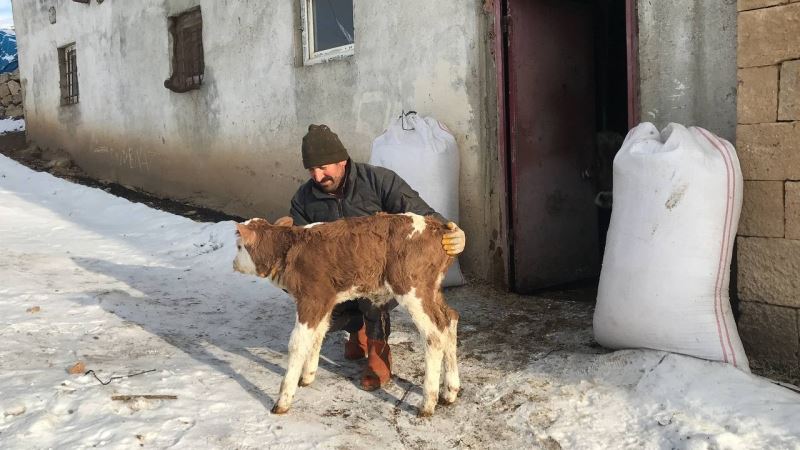 Bayburt’ta suni tohumlama yöntemiyle doğan buzağı, süt ırkına ait ilk buzağı olarak kayıtlara geçti
