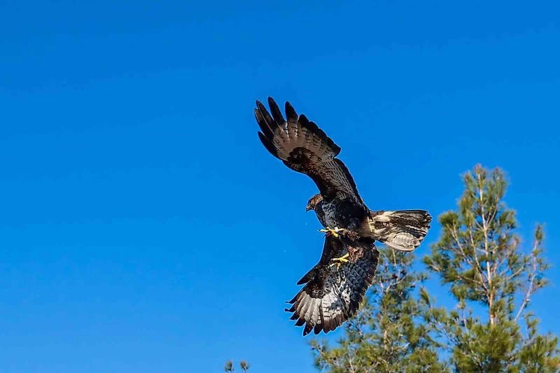 Gözleri tedavi edilen kartal özgürlüğe kanat çıprtı
