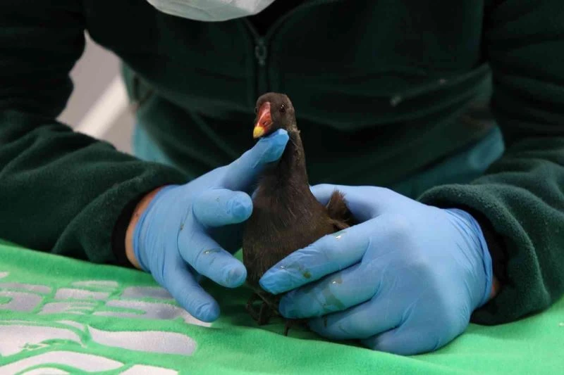 Yaralı bulunan su tavuğu koruma altına alındı
