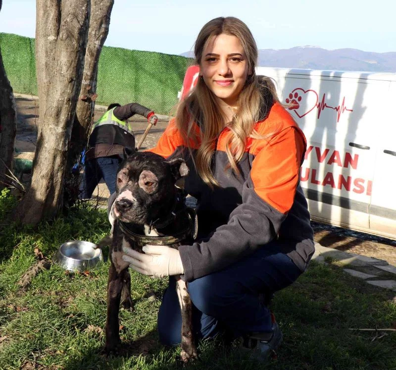 İtfaiyenin alevlerden kurtardığı köpek hayata tutundu
