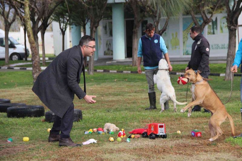 Suça karışmış köpekler oyuncaklarla rehabilite ediliyor
