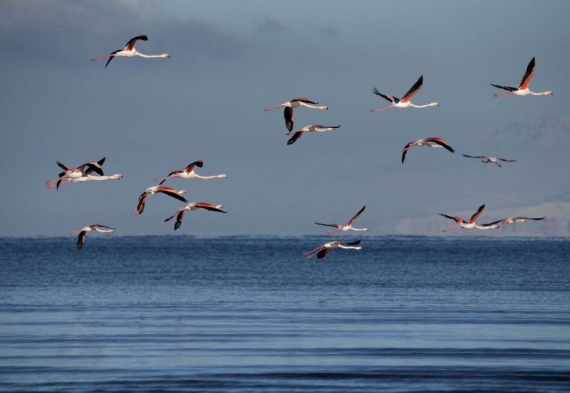 Flamingolar kış mevsiminin gelmesine rağmen Van’ı terk etmedi
