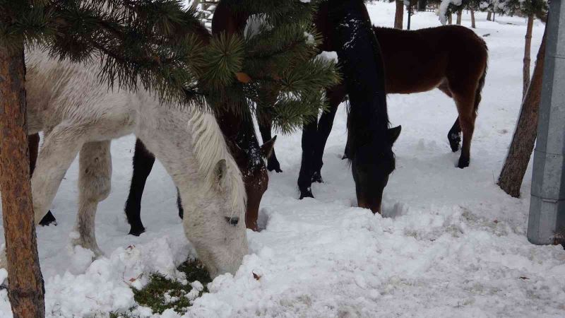 Ardahan’ın yılkı atları kışın özgür, yazın sahipli
